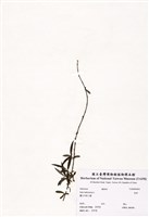 藏品(垂柳)的圖片